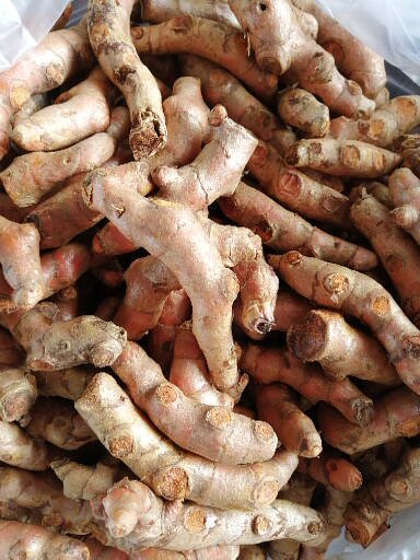 ขมิ้นชันอินทรีย์ turmeric Organic