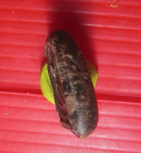 พระสมเด็จ2ชั้น เนื้อดินชุบรัก หลังเบี้ย ไม่ทราบที่