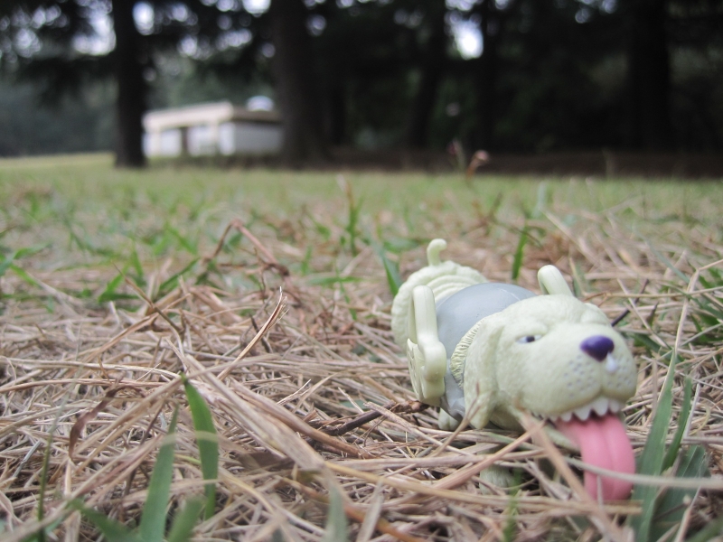 Dachshund ของแท้ JP แมวทอง - WCF Banpresto [โมเดลวันพีช]