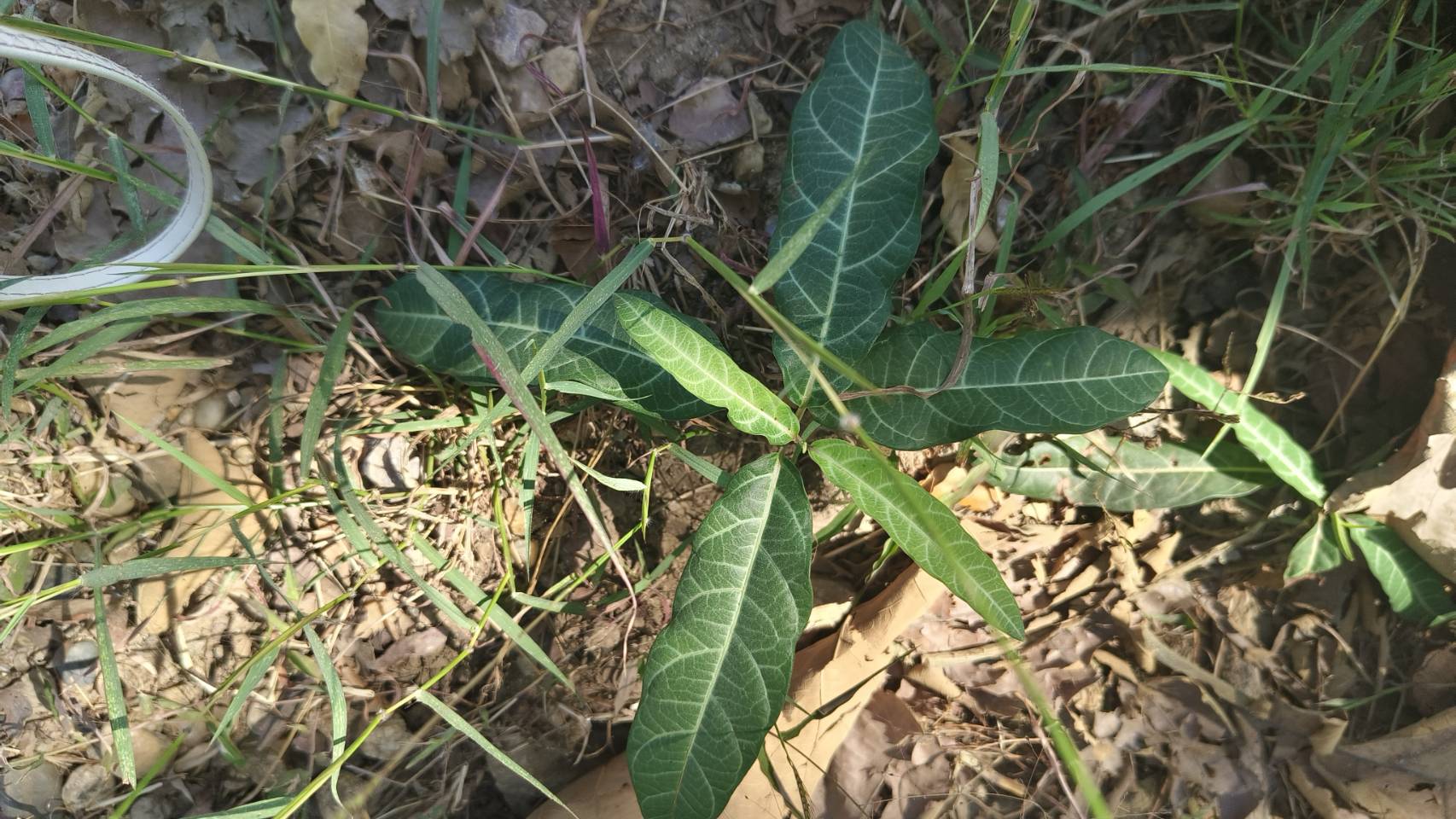 พญารากหอม อบเชยเถา รับ preorder ทำเป็นชา หรือสั่งเป็นต้นนำไปปลูก