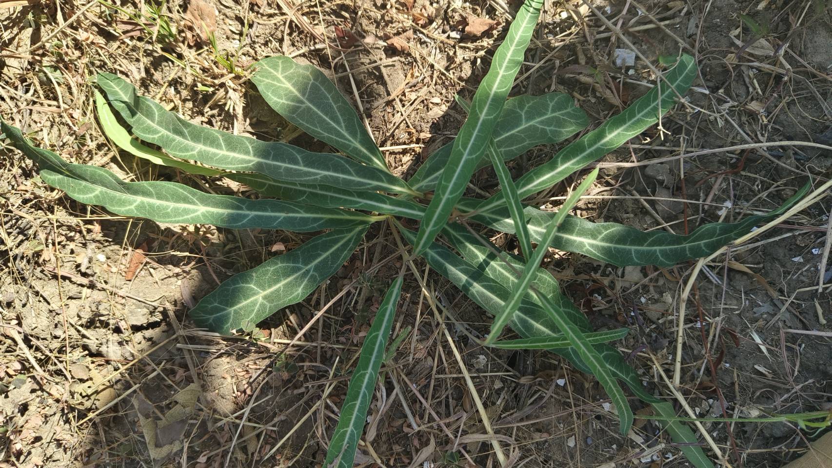 พญารากหอม อบเชยเถา รับ preorder ทำเป็นชา หรือสั่งเป็นต้นนำไปปลูก