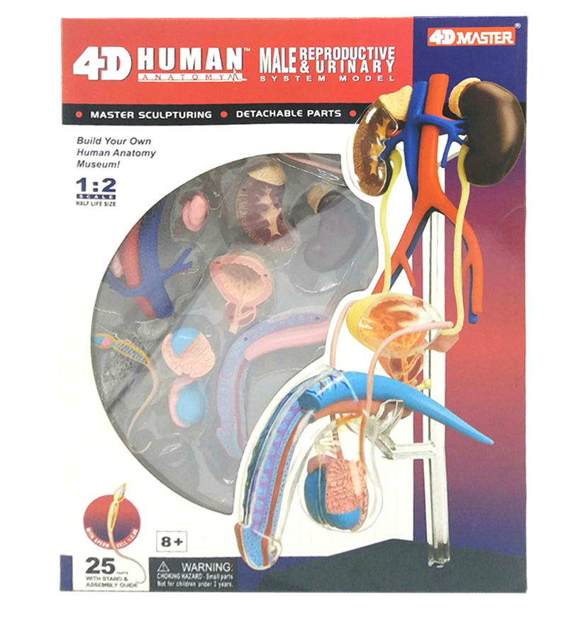 แบบจำลองระบบสืบพันธุ์ ชาย(Male Reproductive & Urinary System Model) อุปกรณ์สื่อการเรียนการสอน ระบบสืบพันธุ์ของเพศชาย