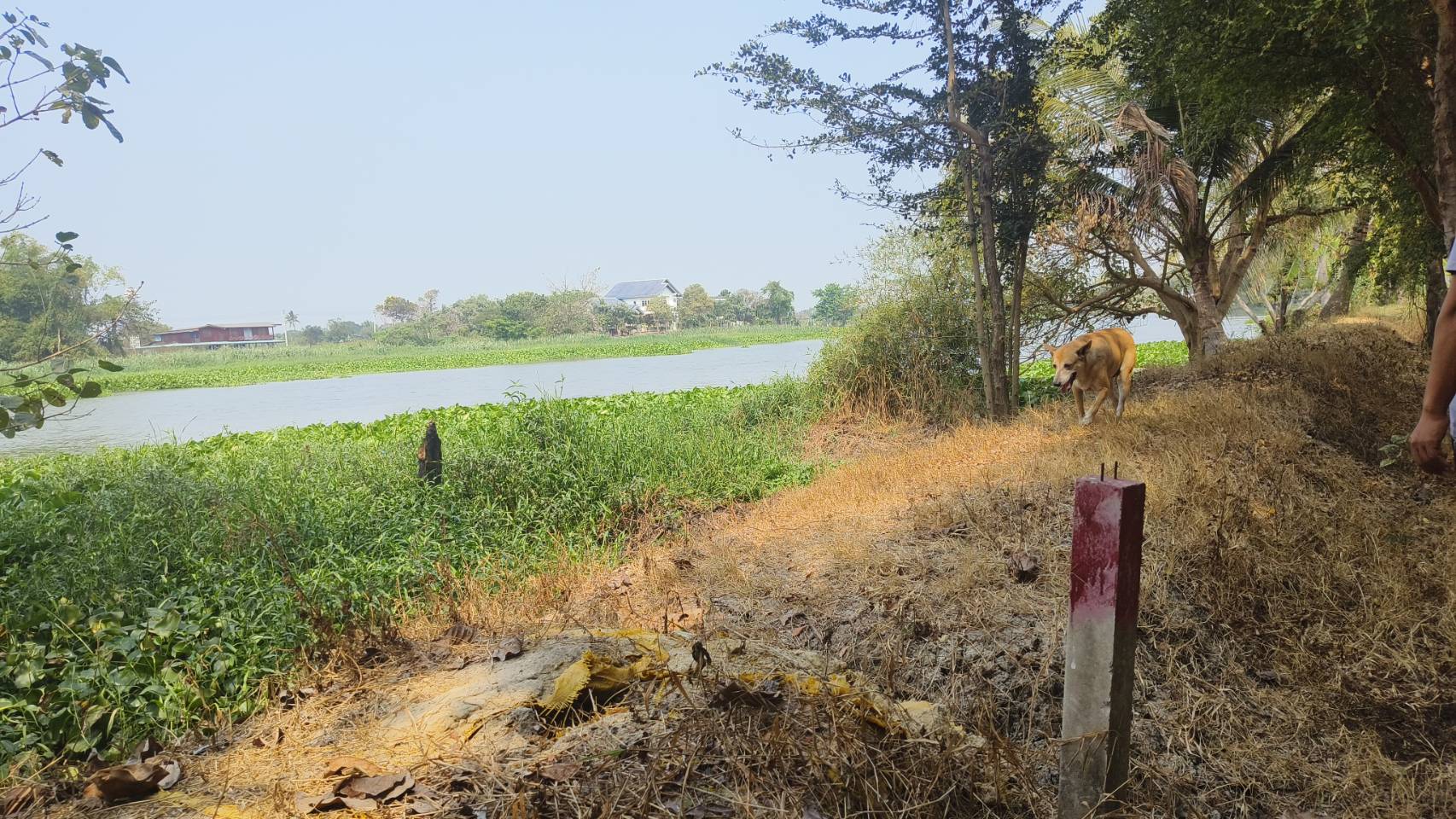 🌿 ขายด่วน! ที่ดินติดแม่น้ำ ทำเลทอง แหล่งท่องเที่ยว จ.นครปฐม 📍 บางระกำ บางเลน นครปฐม