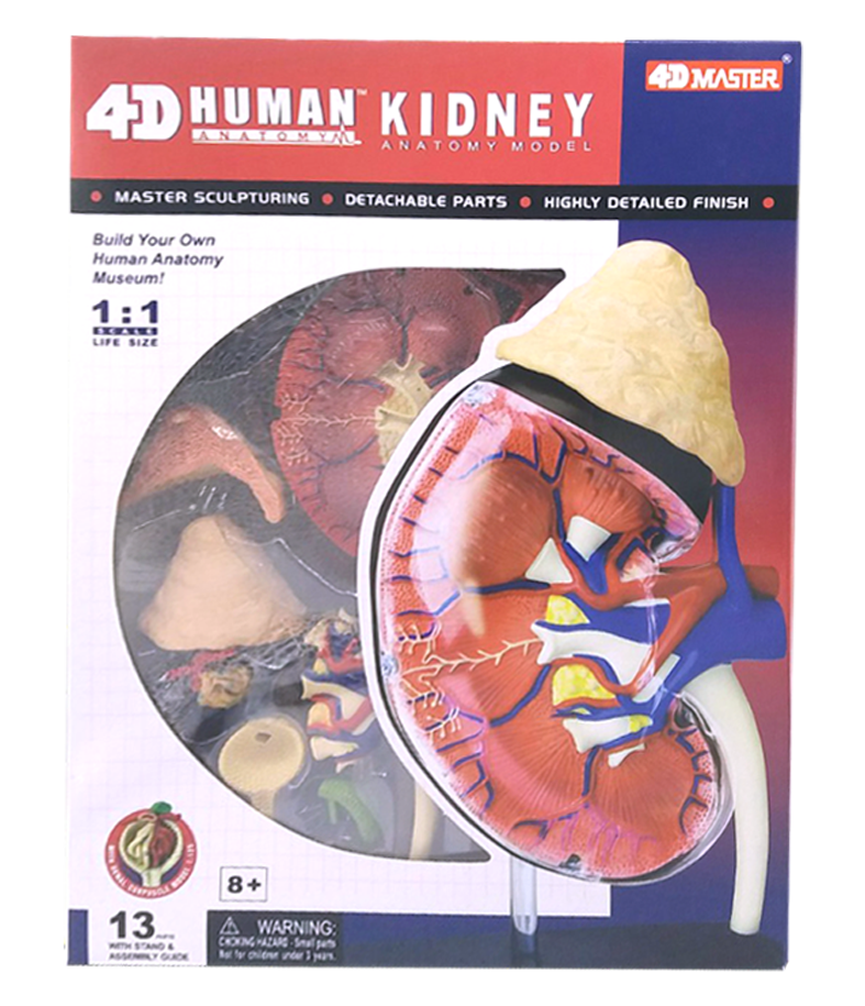 แบบจำลองไต สื่อการเรียนการสอน อุปกรณ์จำลองอวัยวะภายในร่างกายมนุษย์ ของเล่นเพื่อการเรียนรู้ โมเดลจำลองอวัยวะ