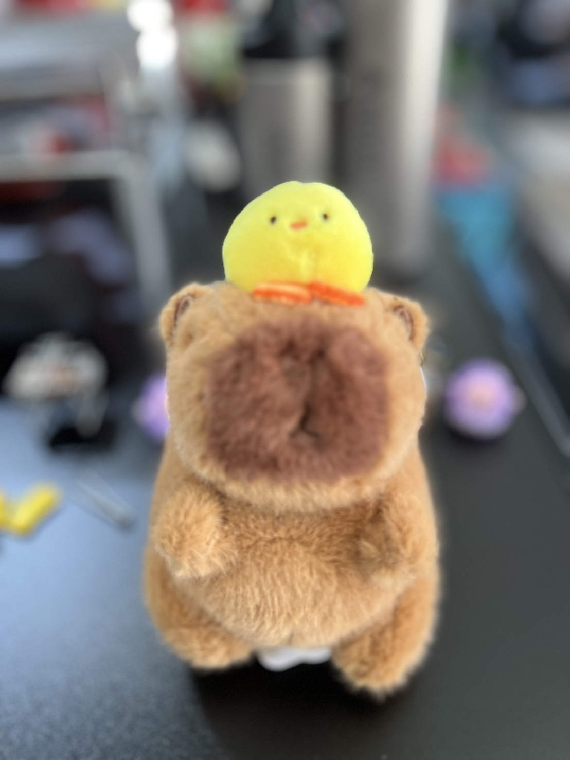 Capybara Jenny Chick