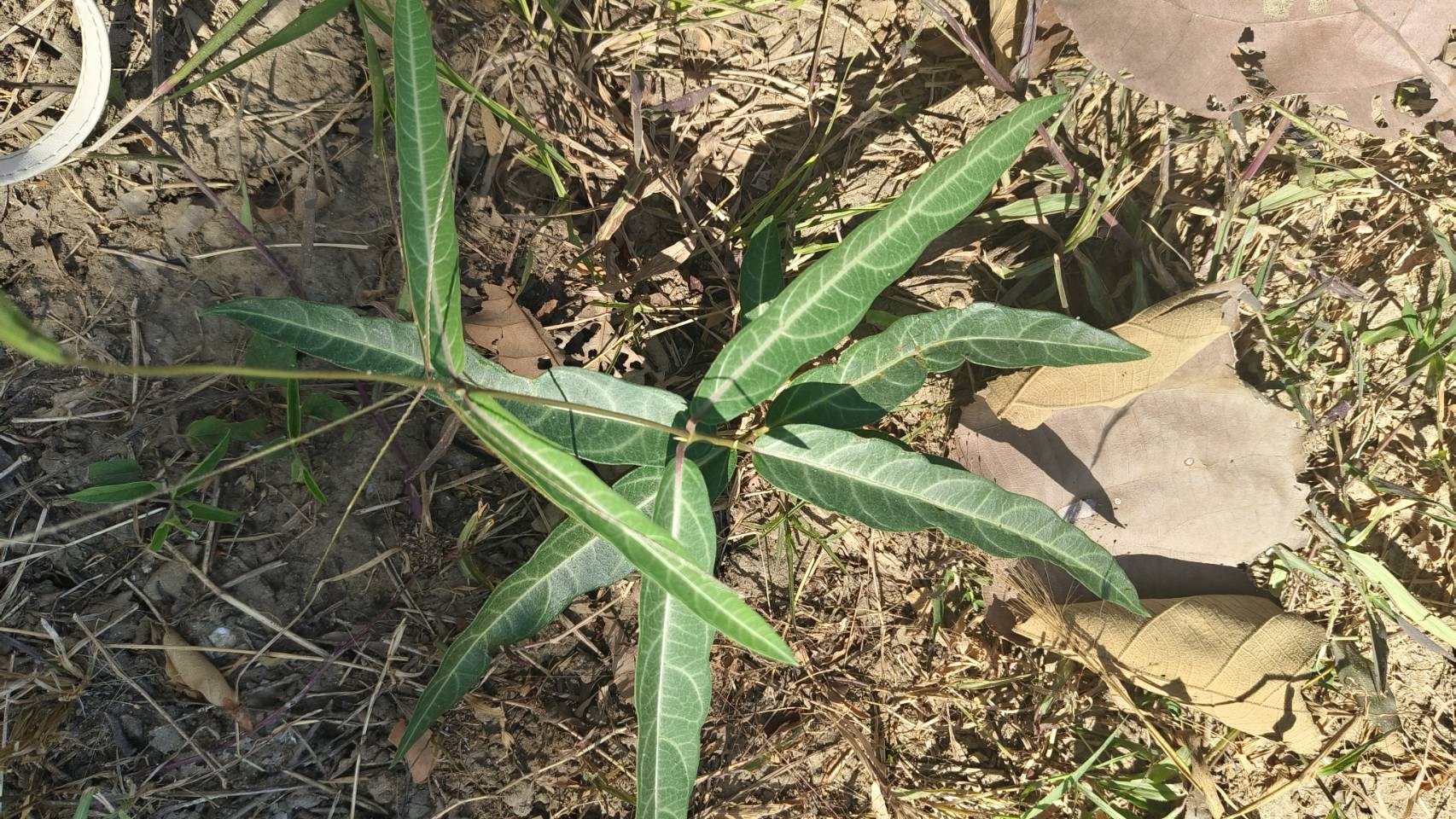 พญารากหอม อบเชยเถา รับ preorder ทำเป็นชา หรือสั่งเป็นต้นนำไปปลูก