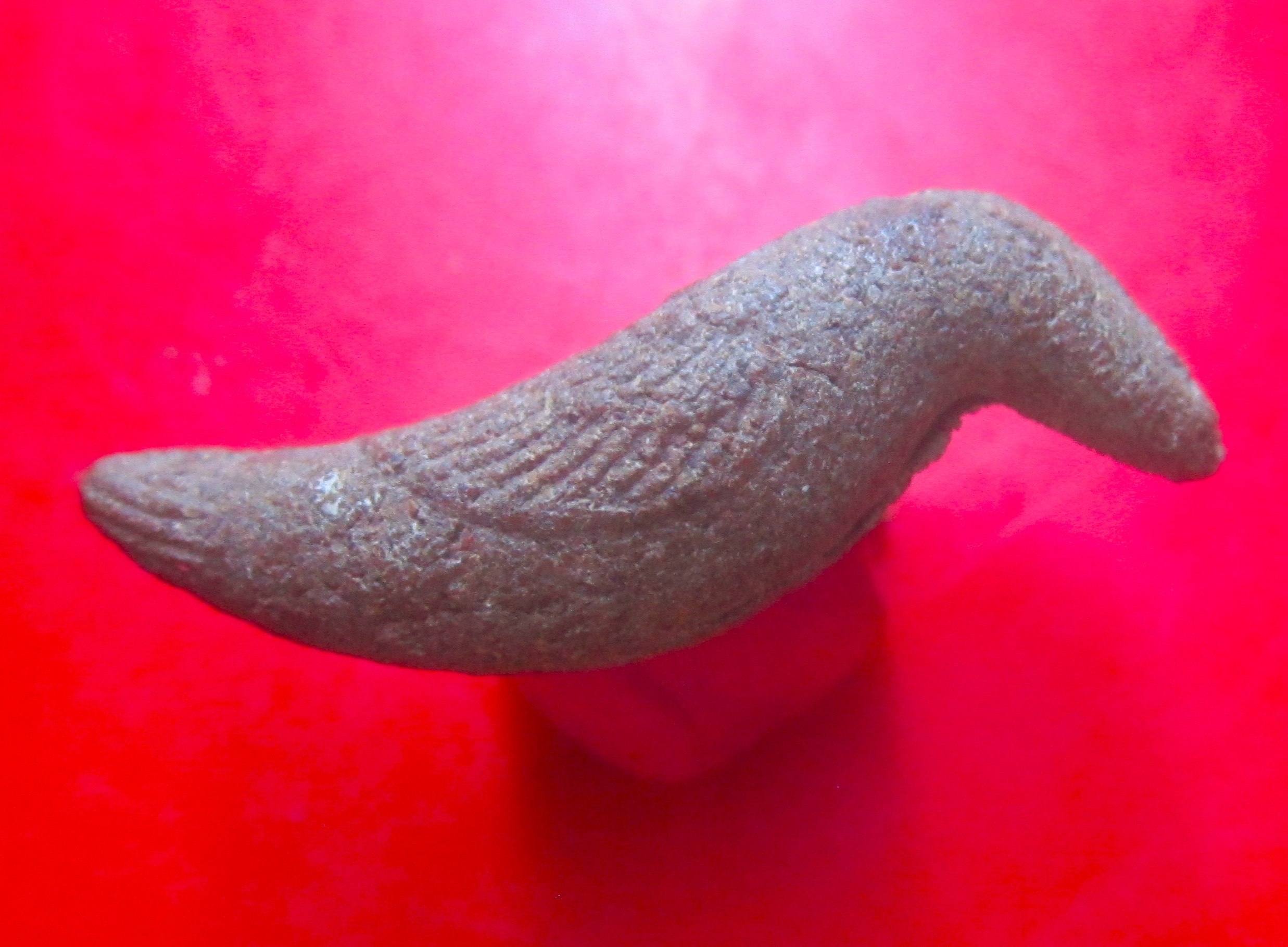 สาริกาเดียว เนื้อว่าน ไม่ทราบที่