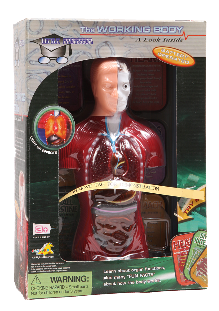 ร่างกายจำลอง Working Body (มีไฟ) โมเดลจำลองร่างกายมนุษย์(มีไฟ) อุปกรณ์สื่อการเรียนการสอนวิทยาศาสตร์