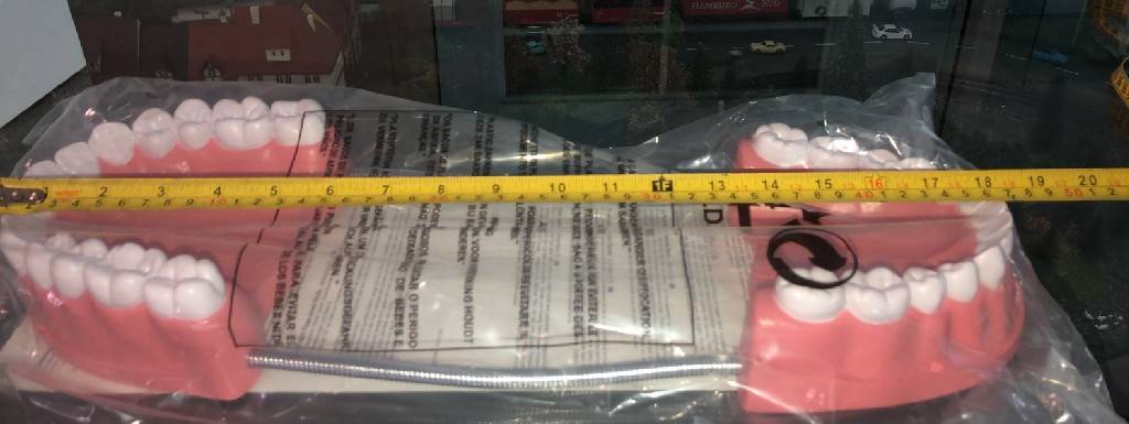 โมเดล ฟันจำลอง พร้อมแปรง, ของเล่นเสริมพัฒนาการ, สื่อการสอนอนุบาล,ปฐมวัย, ของเล่นเสริมพัฒนาการ, ของเล่นเสริมทักษะ