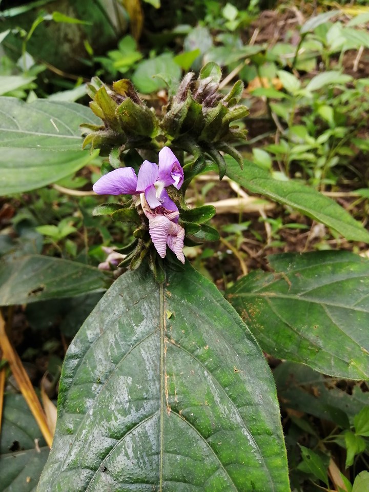 สังกรณี