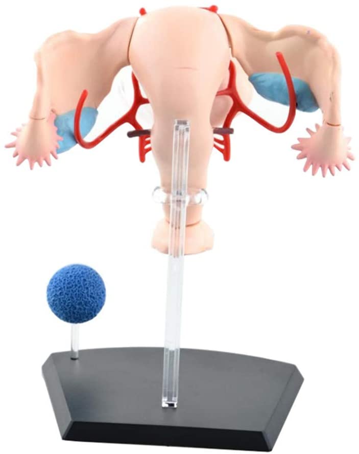 แบบจำลองระบบสืบพันธุ์หญิง, ของเล่นเสริมพัฒนาการ สื่อการสอน,อนุบาล,ปฐมวัย, ของเล่นเสริมพัฒนาการ, ของเล่นเสริมทักษะ,พร้อมส่ง