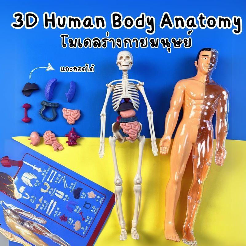 โมเดลร่างกายมนุษย์
