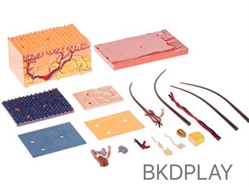 แบบจำลองผิวหนัง โมเดล Skin-4D Model สื่อการสอน วิทยาศาสตร์ การแพทย์ สื่อการสอนอนุบาล,ปฐมวัย, ,ของเล่นเสริมพัฒนาการ, ของเล่นเสริมทักษะ