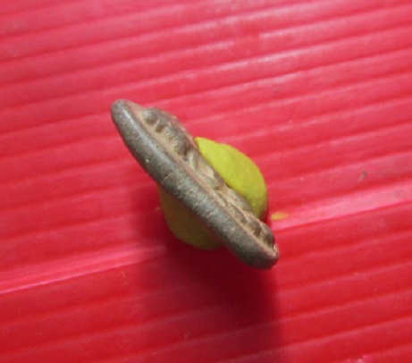 พระนาคปรก เนื้อดินดิบ เก่า พระแท้ไม่ทราบที่