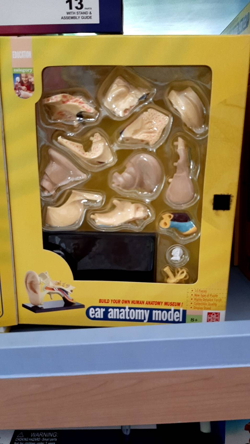 โมเดลหู ,ของเล่นเสริมพัฒนาการ, ของเล่นเด็กอนุบาล, สื่อการสอนเด็กอนุบาล