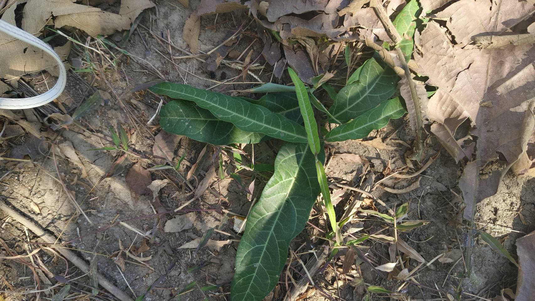 พญารากหอม อบเชยเถา รับ preorder ทำเป็นชา หรือสั่งเป็นต้นนำไปปลูก