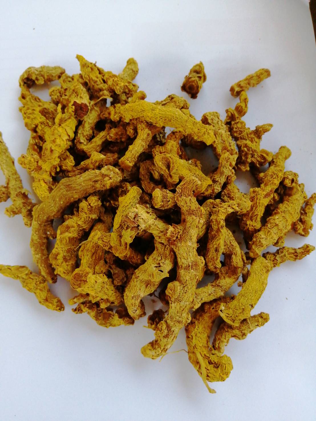 ขมิ้นชันตากแห้งเป็นหัว ขมิ้นอินทรีย์ Turmeric organic