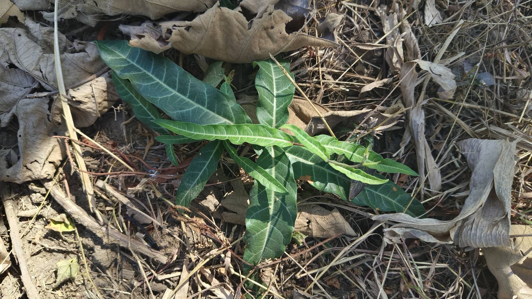 พญารากหอม อบเชยเถา รับ preorder ทำเป็นชา หรือสั่งเป็นต้นนำไปปลูก