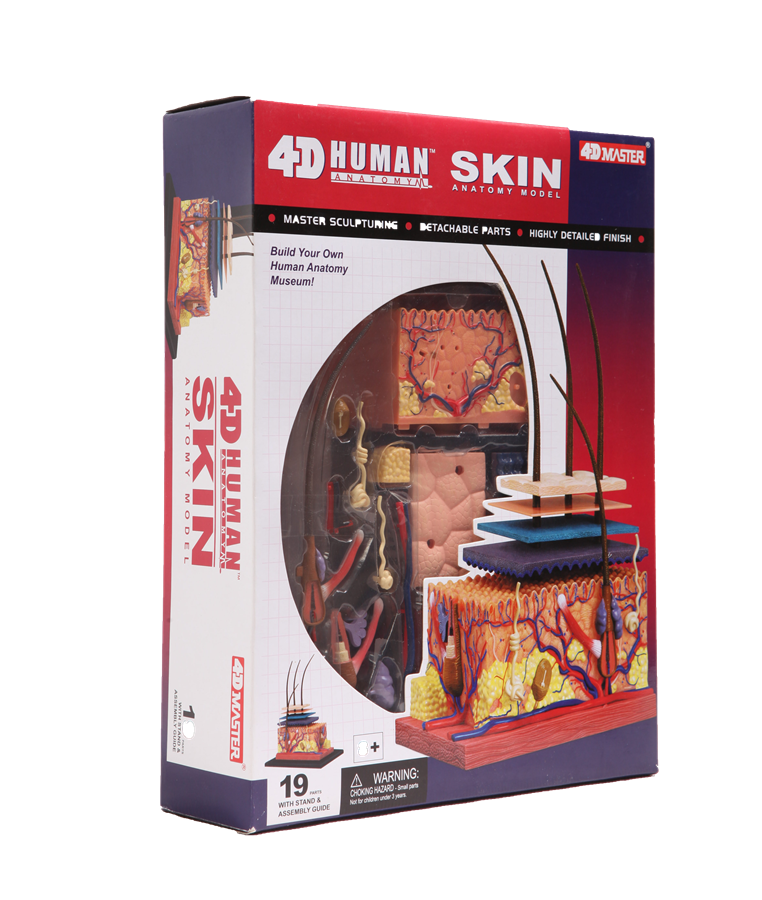แบบจำลองผิวหนัง โมเดล Skin-4D Model สื่อการสอน วิทยาศาสตร์ การแพทย์ สื่อการสอนอนุบาล,ปฐมวัย, ,ของเล่นเสริมพัฒนาการ, ของเล่นเสริมทักษะ