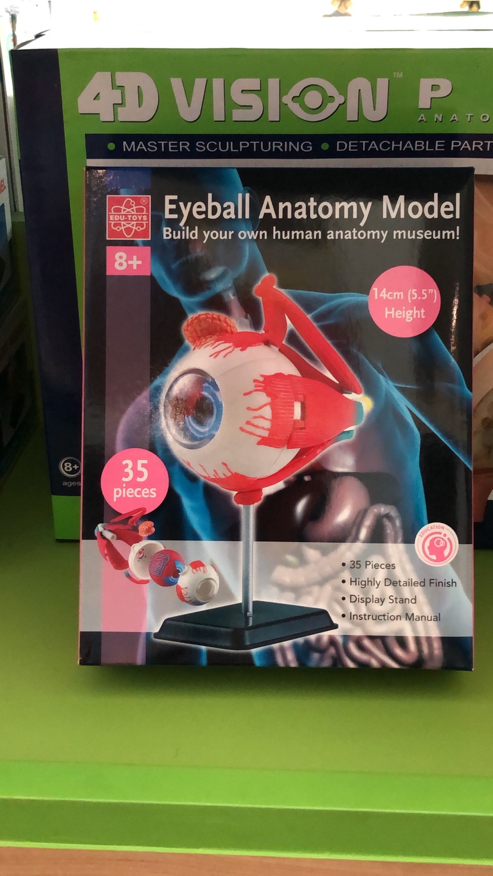 โมเดลตา ตาจำลอง , สื่อการสอน, ของเล่น วิทยาศาสตร์ ทดลอง,สื่อการสอนอนุบาล,ปฐมวัย, ,ของเล่นเสริมพัฒนาการ, ของเล่นเสริมทักษะ