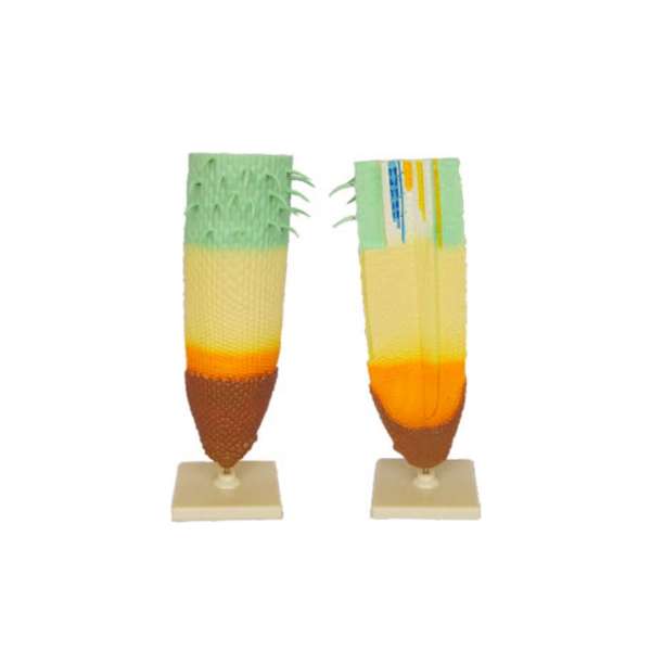 หุ่นจำลองรากพืชใบเลี้ยงคู่ Dicot Root Tip model, โมเดลจำลอง,วิทยาศาสตร์ ,ของเล่นเสริมพัฒนาการ, ของเล่นเด็กประถม, สื่อการสอนเด็กประถม,พร้อมส่ง