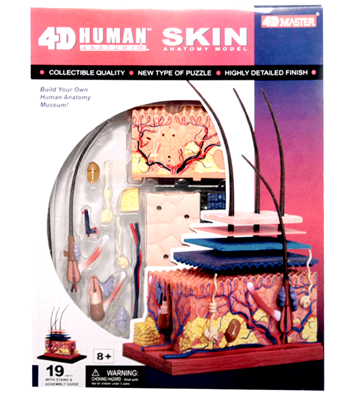 แบบจำลองผิวหนัง (Skin-4D Model) ของเล่นเสริมทักษะ สื่อการเรียนการสอน อุปกรณ์วิทยาศาสตร์เพื่อการจำลองอวัยวะร่างกาย