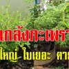 แกล้ง “กะเพรา” วิธีทำให้ต้นกระเพราโตเร็ว ออกใบเยอะ อายุยืน