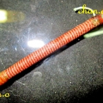 ตะกรุดเล็ก เนื้อทองแดง ยาว2.7นิ้ว ถักเชือกเอ็น สีแดง ขาว ตะกรุดเก่าแท้ไม่ทราบที่ (สายอีสานเปล่าคับผม)