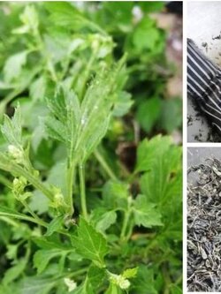 จิงจูฉ่ายอินทรีย์ รับ preorder ทำแห้ง หรือขายต้นสด