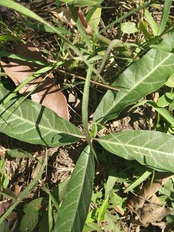 พญารากหอม อบเชยเถา รับ preorder ทำเป็นชา หรือสั่งเป็นต้นนำไปปลูก