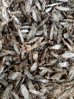 บอระเพ็ดชิ้นตากแห้งหั่นเเว่น (กิโลกรัม 250 บาท)