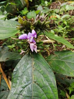 สังกรณี