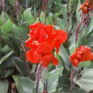 พุทธรักษาแดง สมุนไพรอนุรักษ์สวนปันแสน วิสาหกิจชุมชนแปรรูปสมุนไพรปลูกรัก