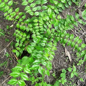 กำลังเสือโคร่ง สมุนไพรอนุรักษ์สวนปันแสน วิสาหกิจชุมชนแปรรูปสมุนไพรปลูกรัก