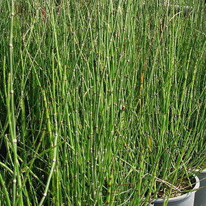 หญ้าถอดปล้อง สมุนไพรอนุรักษ์สวนปันแสน วิสาหกิจชุมชนแปรรูปสมุนไพรปลูกรัก