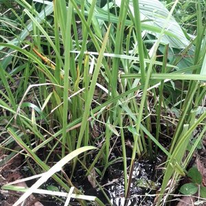 ว่านน้ำ สมุนไพรอนุรักษ์สวนปันแสน วิสาหกิจชุมชนแปรรูปสมุนไพรปลูกรัก