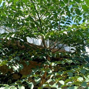 เพกา สมุนไพรอนุรักษ์สวนปันแสน วิสาหกิจชุมชนแปรรูปสมุนไพรปลูกรัก