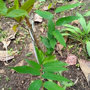 นมแมว สมุนไพรอนุรักษ์สวนปันแสน วิสาหกิจชุมชนแปรรูปสมุนไพรปลูกรัก