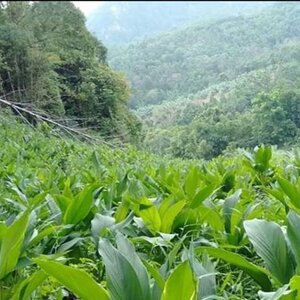 ทำความรู้จักกับ ขมิ้นชัน Turmeric