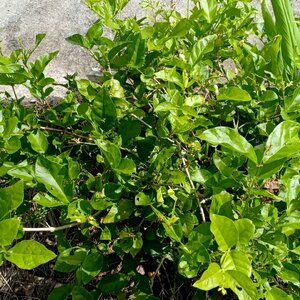 มะลิ สมุนไพรอนุรักษ์สวนปันแสน วิสาหกิจชุมชนแปรรูปสมุนไพรปลูกรัก