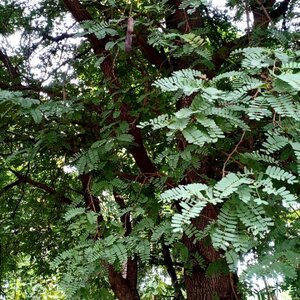 มะขาม สมุนไพรอนุรักษ์สวนปันแสน วิสาหกิจชุมชนแปรรูปสมุนไพรปลูกรัก