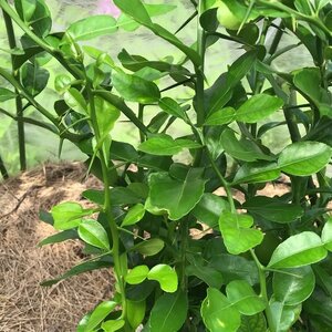 มะกรูด สมุนไพรอนุรักษ์สวนปันแสน วิสาหกิจชุมชนแปรรูปสมุนไพรปลูกรัก