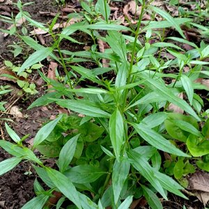 ฟ้าทะลายโจร สมุนไพรอนุรักษ์สวนปันแสน วิสาหกิจชุมชนแปรรูปสมุนไพรปลูกรัก