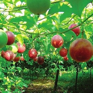 เสาวรส สมุนไพรอนุรักษ์สวนปันแสน วิสาหกิจชุมชนแปรรูปสมุนไพรปลูกรัก