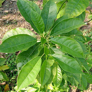 เทพทาโร สมุนไพรอนุรักษ์สวนปันแสน วิสาหกิจชุมชนแปรรูปสมุนไพรปลูกรัก