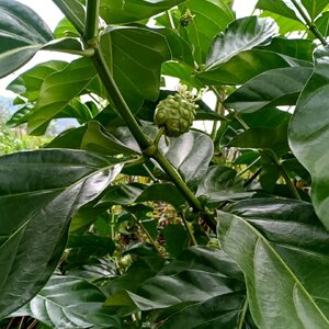 ยอ สมุนไพรอนุรักษ์สวนปันแสน วิสาหกิจชุมชนแปรรูปสมุนไพรปลูกรัก