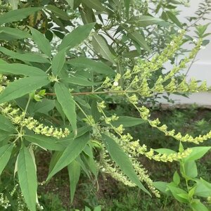 คนทีเขมา สมุนไพรอนุรักษ์สวนปันแสน วิสาหกิจชุมชนแปรรูปสมุนไพรปลูกรัก