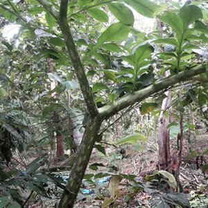 บุก สมุนไพรอนุรักษ์สวนปันแสน วิสาหกิจชุมชนแปรรูปสมุนไพรปลูกรัก