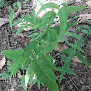 เสลดพังพอนตัวเมีย สมุนไพรอนุรักษ์สวนปันแสน วิสาหกิจชุมชนแปรรูปสมุนไพรปลูกรัก