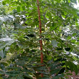 สะเดา สมุนไพรอนุรักษ์สวนปันแสน วิสาหกิจชุมชนแปรรูปสมุนไพรปลูกรัก